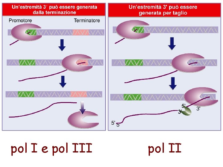 pol I e pol III pol II 