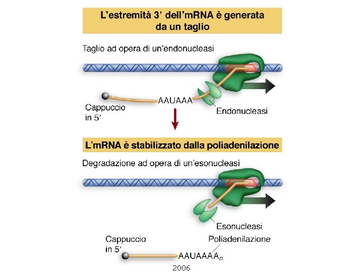 Lewin, IL GENE VIII, Zanichelli editore S. p. A. Copyright © 2006 