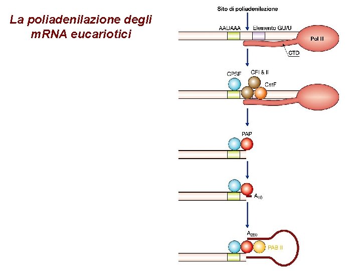 La poliadenilazione degli m. RNA eucariotici 