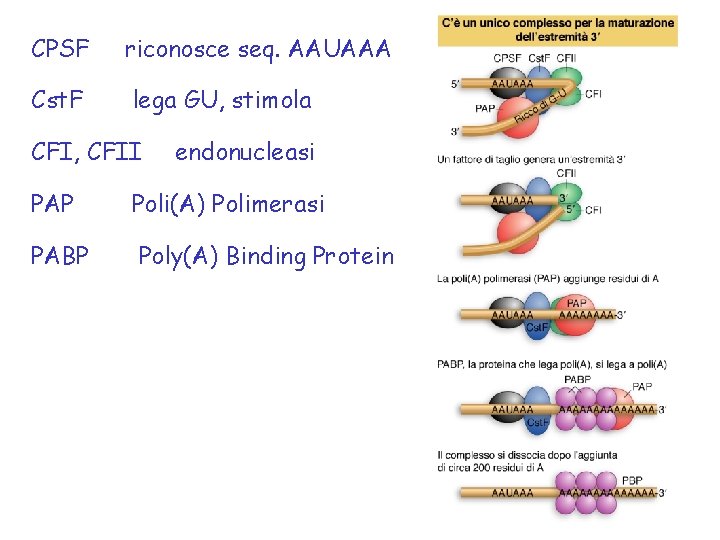 CPSF riconosce seq. AAUAAA Cst. F lega GU, stimola CFI, CFII endonucleasi PAP Poli(A) CPSF riconosce seq. AAUAAA Cst. F lega GU, stimola CFI, CFII endonucleasi PAP Poli(A)