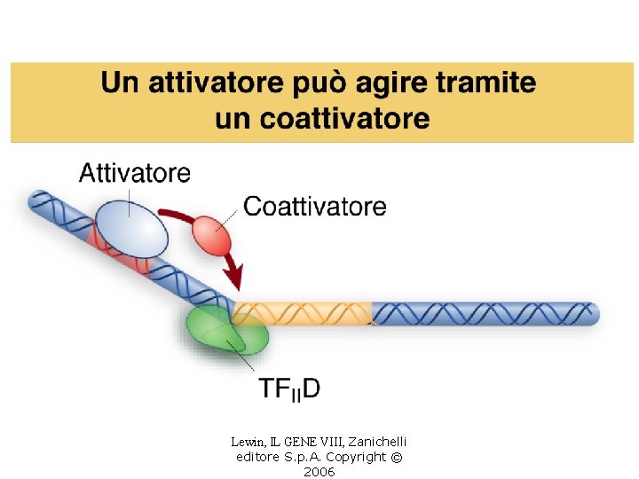 Lewin, IL GENE VIII, Zanichelli editore S. p. A. Copyright © 2006 