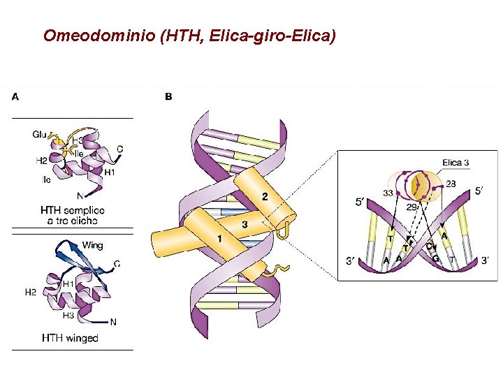 Omeodominio (HTH, Elica-giro-Elica) 