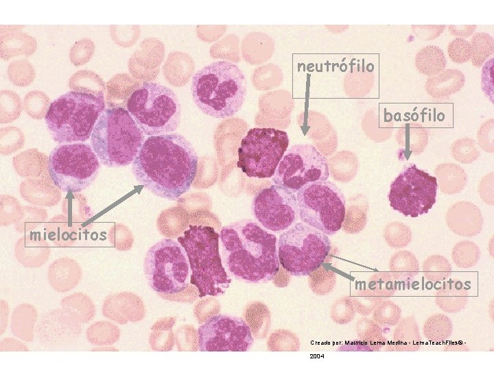 neutrófilo basófilo mielocitos metamielocitos Creado por: Mauricio Lema Medina - Lema. Teach. Files© 2004