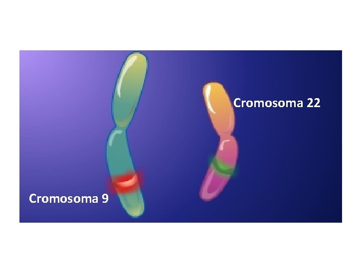 Cromosoma 22 Cromosoma 9 