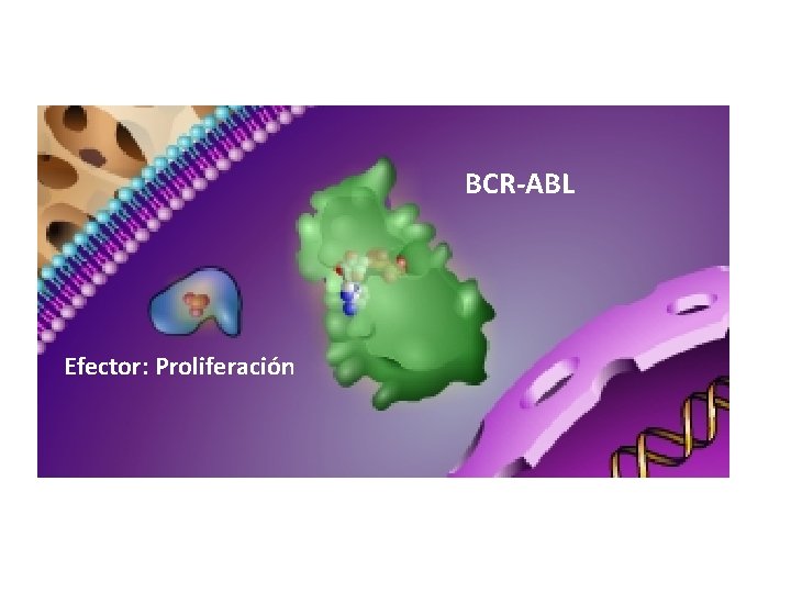 BCR-ABL Efector: Proliferación 