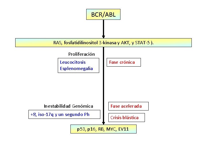 BCR/ABL RAS, fosfatidilinositol 3 -kinasa y AKT, y STAT-5 ). Proliferación Leucocitosis Esplenomegalia Inestabilidad