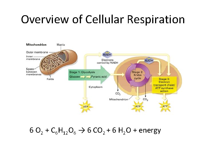 Overview of Cellular Respiration 6 O 2 + C 6 H 12 O 6