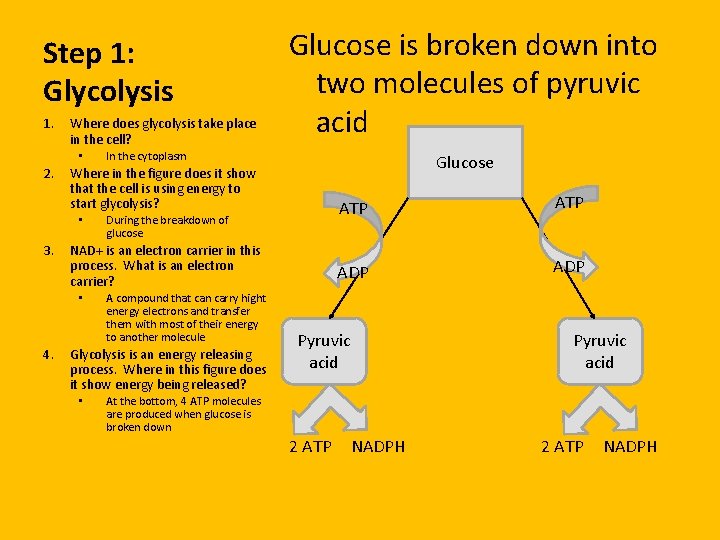 Step 1: Glycolysis 1. Where does glycolysis take place in the cell? • 2.