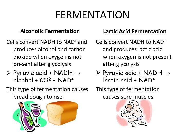 FERMENTATION Alcoholic Fermentation Cells convert NADH to NAD+ and produces alcohol and carbon dioxide