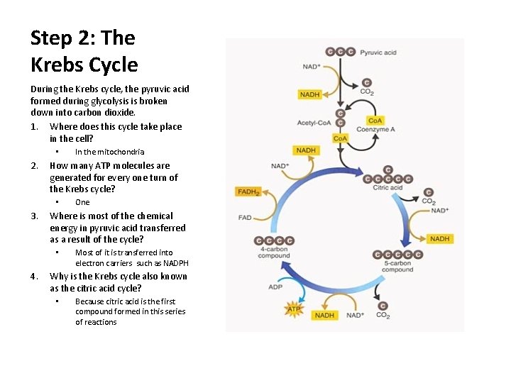 Step 2: The Krebs Cycle During the Krebs cycle, the pyruvic acid formed during