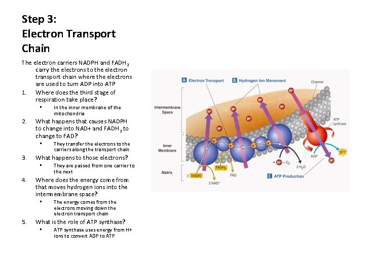Step 3: Electron Transport Chain The electron carriers NADPH and FADH 2 carry the