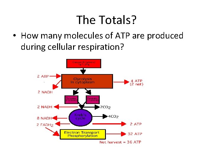 The Totals? • How many molecules of ATP are produced during cellular respiration? 