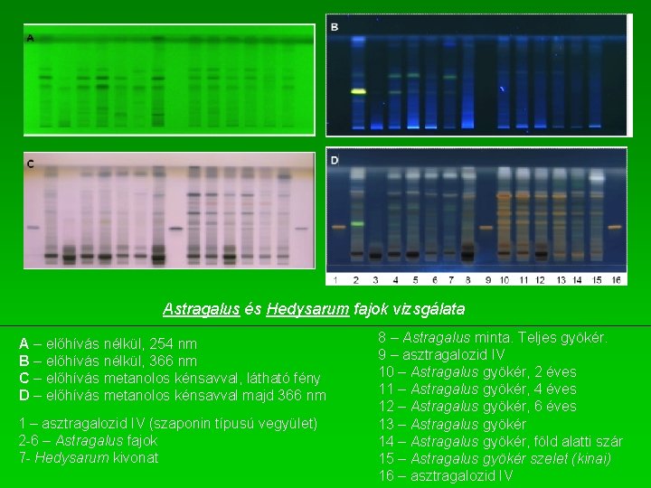 Astragalus és Hedysarum fajok vizsgálata A – előhívás nélkül, 254 nm B – előhívás