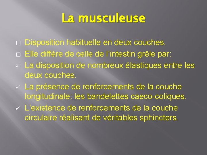 La musculeuse � � ü ü ü Disposition habituelle en deux couches. Elle diffère