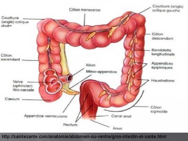 http: //saintesante. com/anatomie/abdomen-ou-ventre/gros-intestin-et-sante. html 