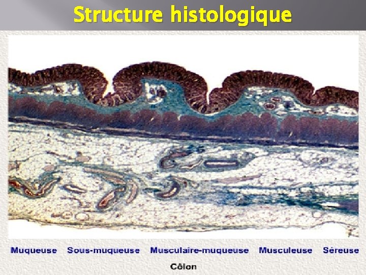 Structure histologique 