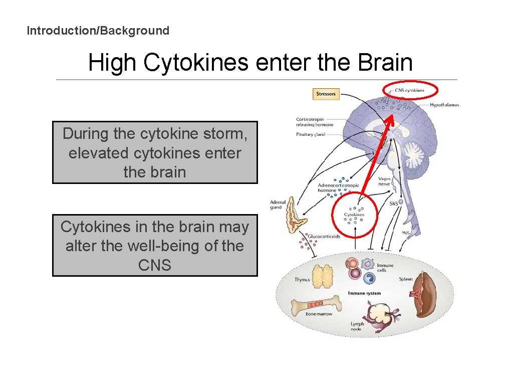 Introduction/Background High Cytokines enter the Brain During the cytokine storm, elevated cytokines enter the