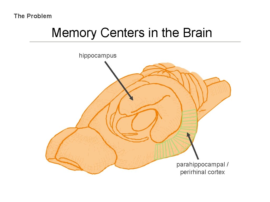 The Problem Memory Centers in the Brain hippocampus parahippocampal / perirhinal cortex 
