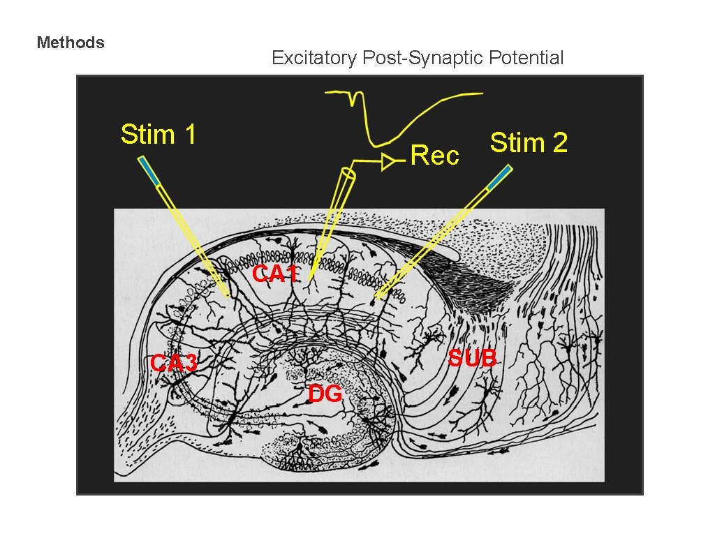 Methods Excitatory Post-Synaptic Potential Stim 1 Rec Stim 2 CA 1 SUB CA 3