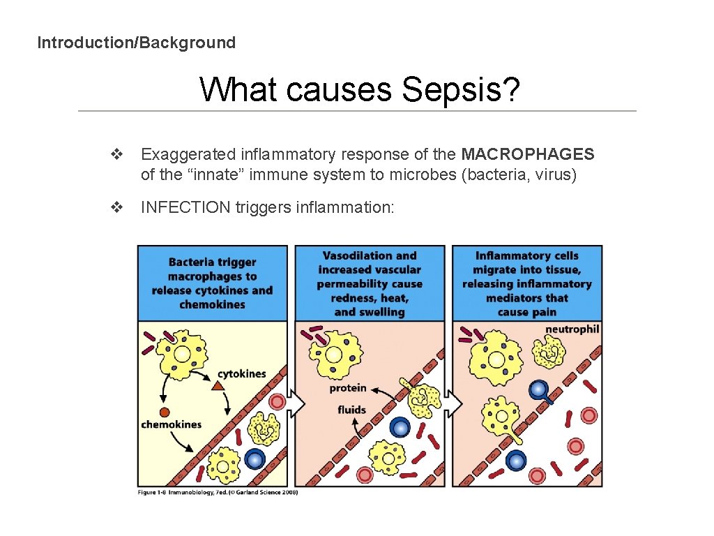 Introduction/Background What causes Sepsis? v Exaggerated inflammatory response of the MACROPHAGES of the “innate”