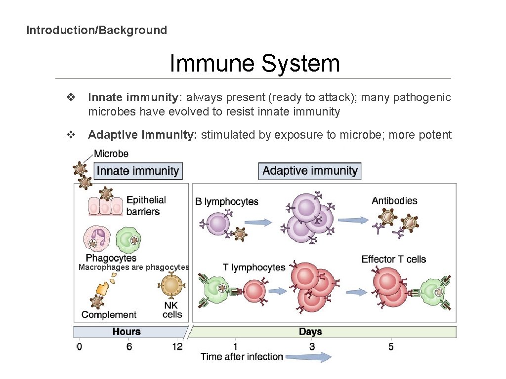 Introduction/Background Immune System v Innate immunity: always present (ready to attack); many pathogenic microbes