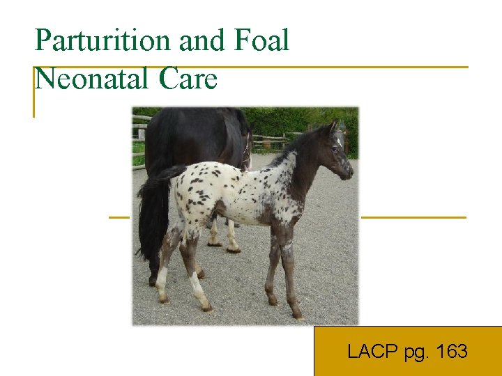 Parturition and Foal Neonatal Care LACP pg. 163 