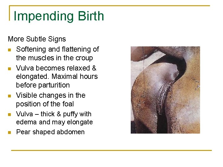 Impending Birth More Subtle Signs n Softening and flattening of the muscles in the