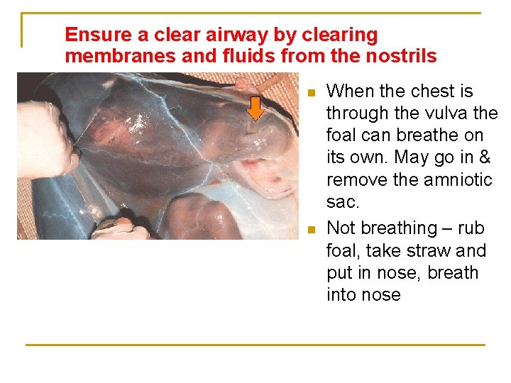 Ensure a clear airway by clearing membranes and fluids from the nostrils n n