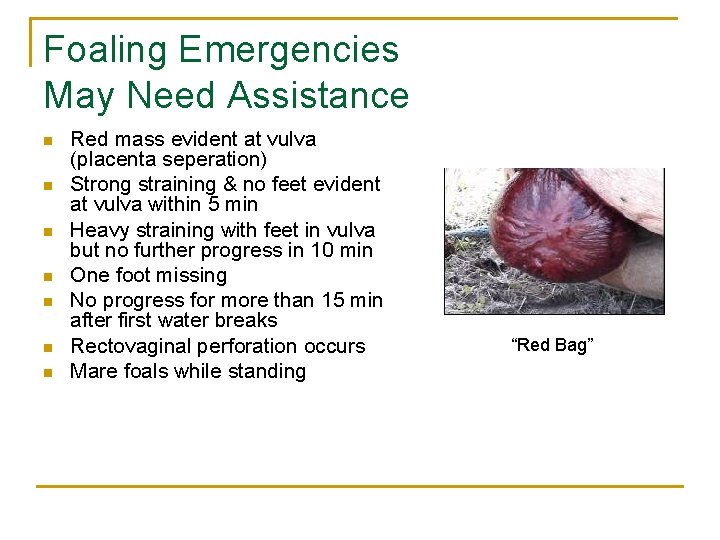 Foaling Emergencies May Need Assistance n n n n Red mass evident at vulva