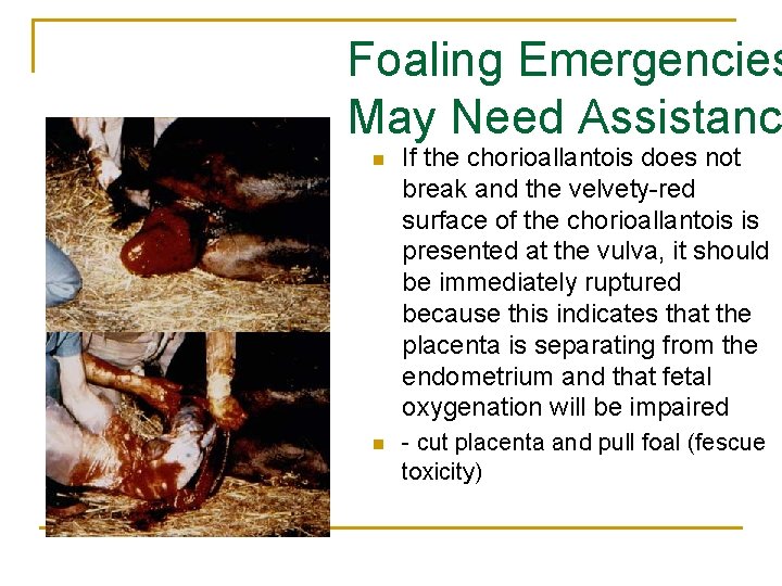 Foaling Emergencies May Need Assistanc n If the chorioallantois does not break and the