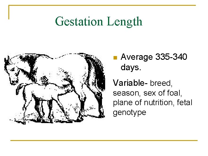Gestation Length n Average 335 -340 days. Variable- breed, season, sex of foal, plane