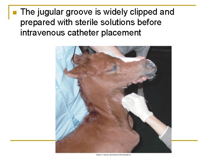n The jugular groove is widely clipped and prepared with sterile solutions before intravenous