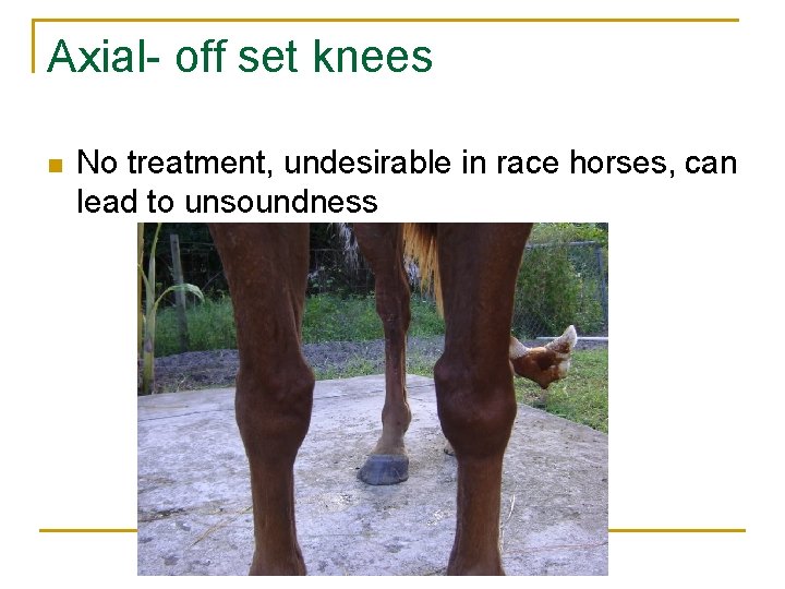 Axial- off set knees n No treatment, undesirable in race horses, can lead to