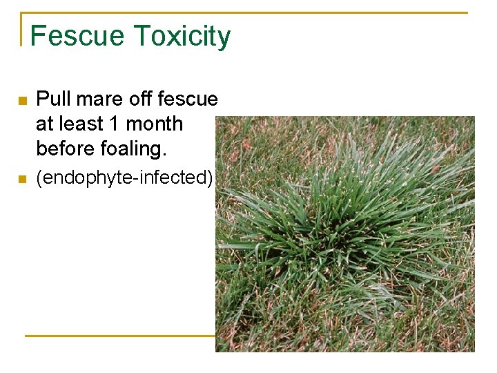 Fescue Toxicity n Pull mare off fescue at least 1 month before foaling. n