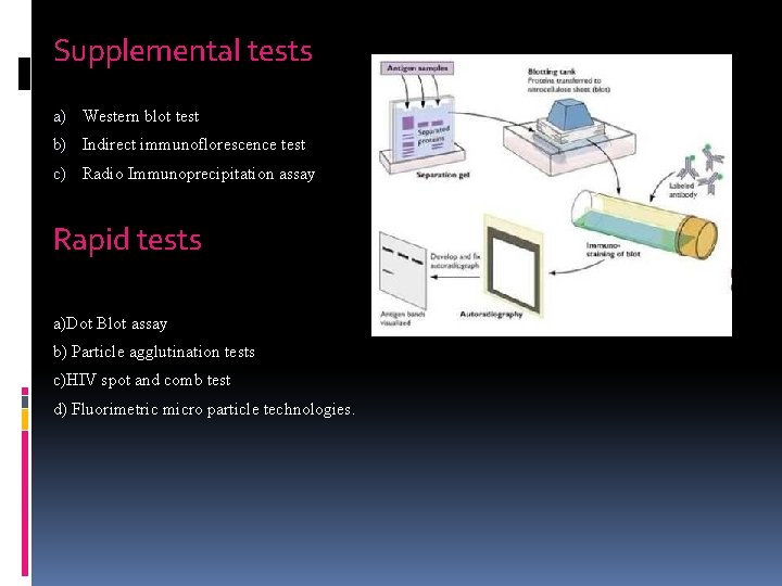 Supplemental tests a) Western blot test b) Indirect immunoflorescence test c) Radio Immunoprecipitation assay