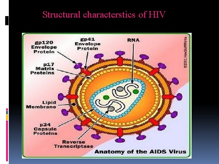 Structural characterstics of HIV 