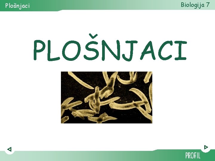 Plošnjaci Biologija 7 PLOŠNJACI 