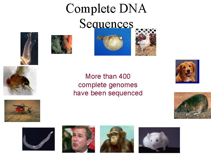 Complete DNA Sequences More than 400 complete genomes have been sequenced 
