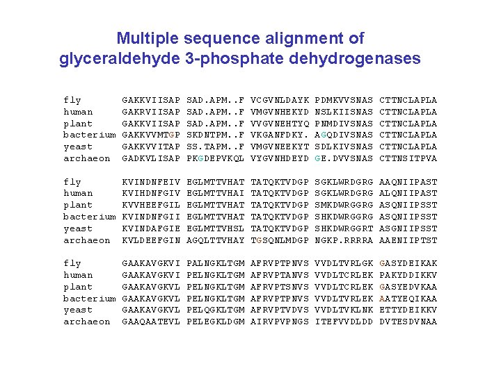 Multiple sequence alignment of glyceraldehyde 3 -phosphate dehydrogenases fly human plant bacterium yeast archaeon