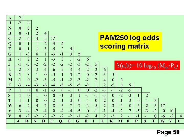 PAM 250 log odds scoring matrix S(a, b)= 10 log 10 (Mab/Pb) Page 58