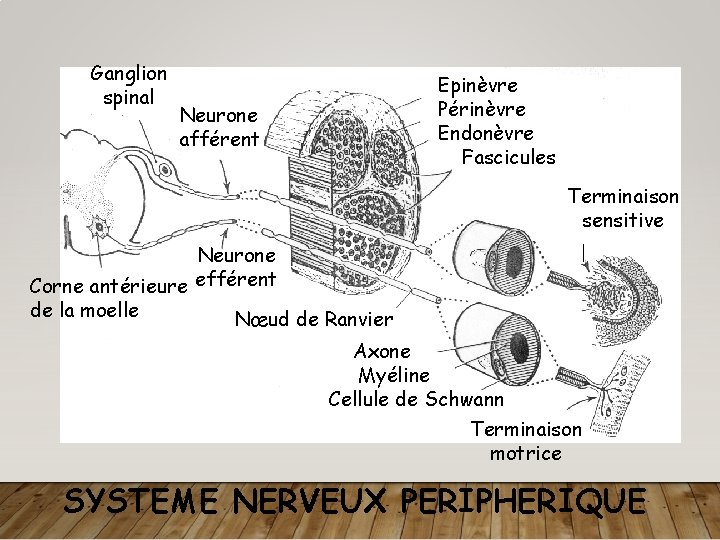 Ganglion spinal Epinèvre Périnèvre Endonèvre Fascicules Neurone afférent Terminaison sensitive Neurone Corne antérieure efférent