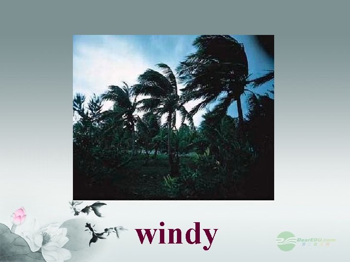 windy 