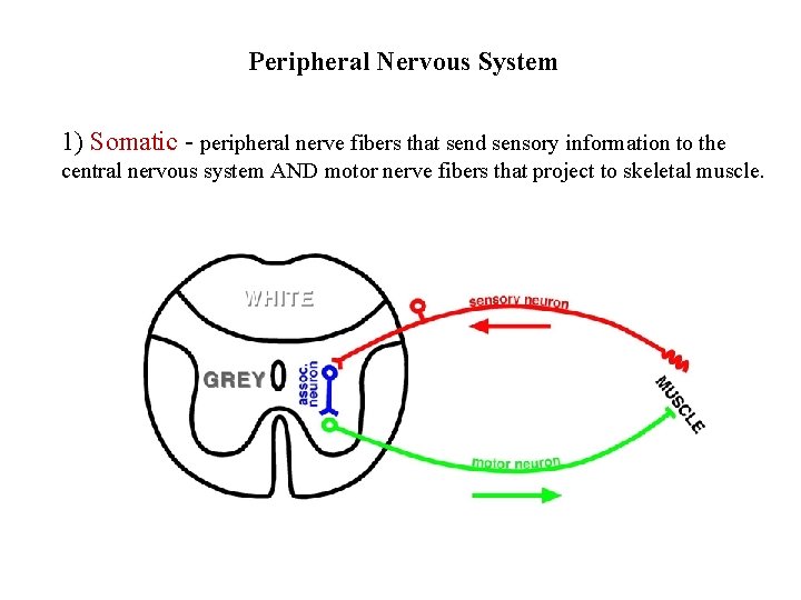 Peripheral Nervous System 1) Somatic - peripheral nerve fibers that send sensory information to