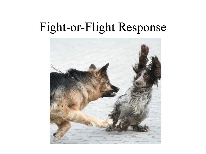 Fight-or-Flight Response 