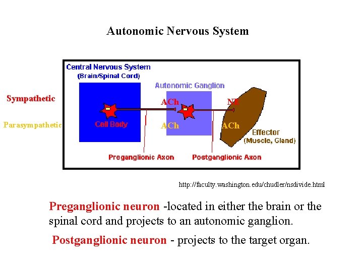 Autonomic Nervous System Sympathetic ACh NE Parasympathetic ACh http: //faculty. washington. edu/chudler/nsdivide. html Preganglionic