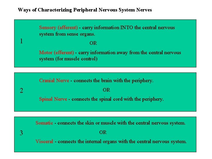 Ways of Characterizing Peripheral Nervous System Nerves Sensory (afferent) - carry information INTO the