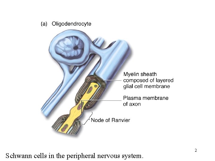 Schwann cells in the peripheral nervous system. 2 