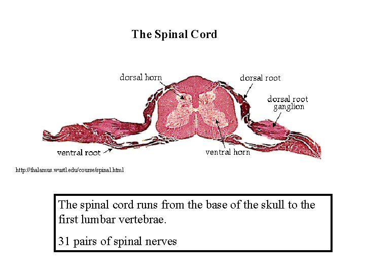  The Spinal Cord http: //thalamus. wustl. edu/course/spinal. html The spinal cord runs from