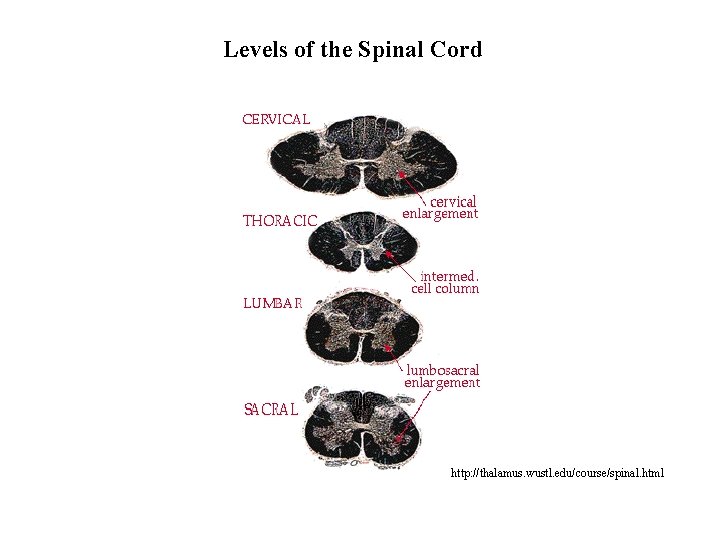 Levels of the Spinal Cord http: //thalamus. wustl. edu/course/spinal. html 