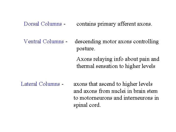 Dorsal Columns - contains primary afferent axons. Ventral Columns - descending motor axons controlling